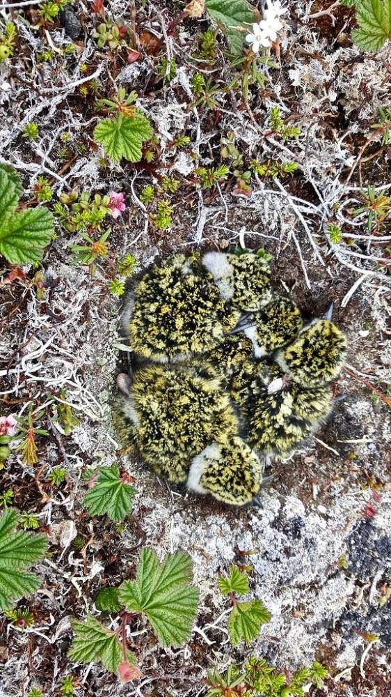 Black-bellied plover nest by USFWSAlaska is licensed under CC BY-NC-ND 2.0